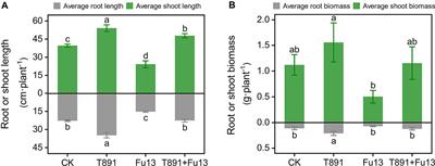 Trichoderma harzianum prevents red kidney bean root rot by increasing plant antioxidant enzyme activity and regulating the rhizosphere microbial community